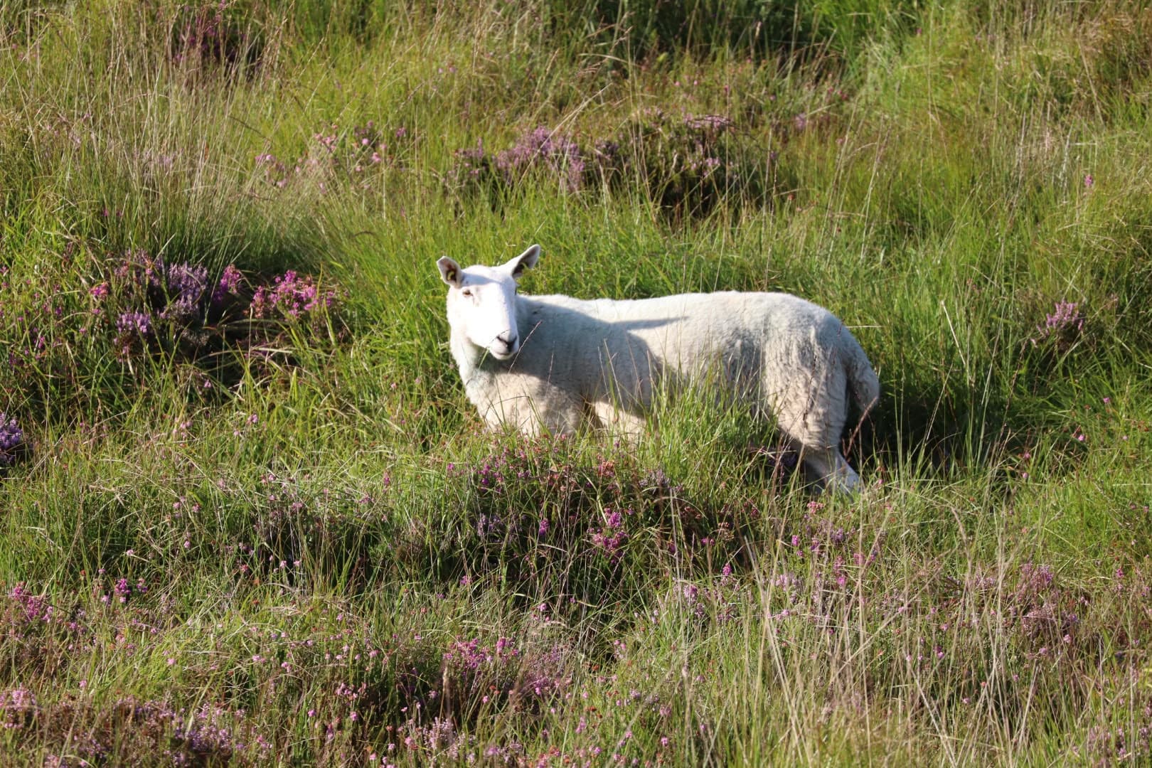 Caoirigh a sholáthraíonn an olann do Bhréidín na Bóinne